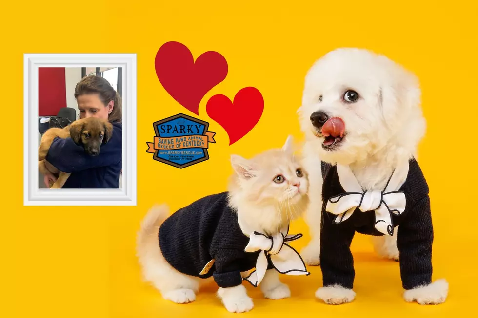 Give the Gift of Puppy Cuddles: A Valentine’s Day to Remember!