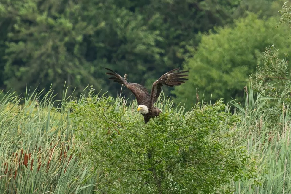 Indiana Man Captures Stunning Photos of Bald Eagle in the Wild