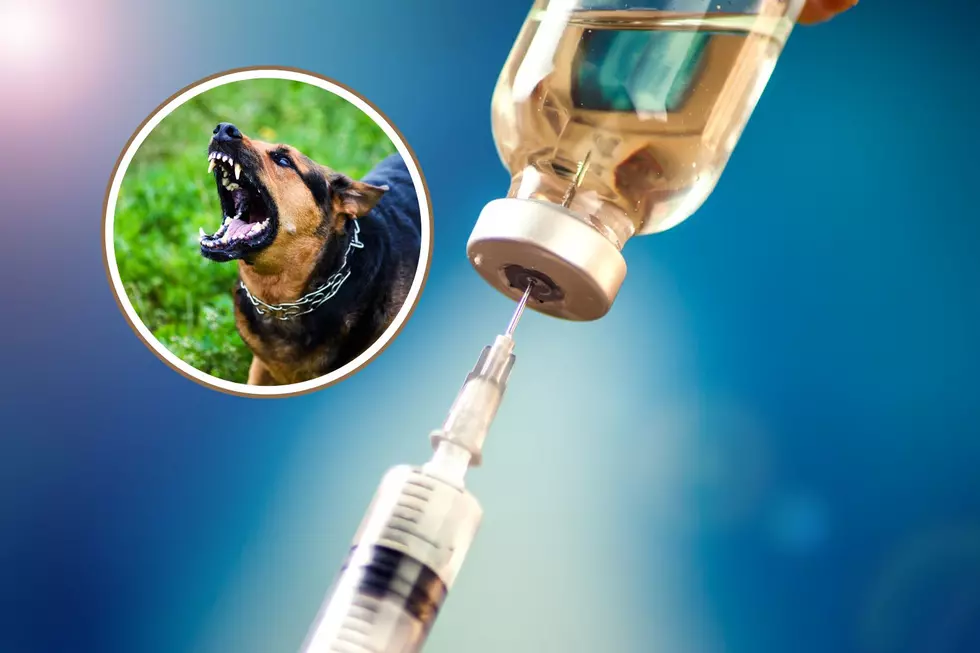 What the Law Says About Rabies Vaccinations for Indiana Pets